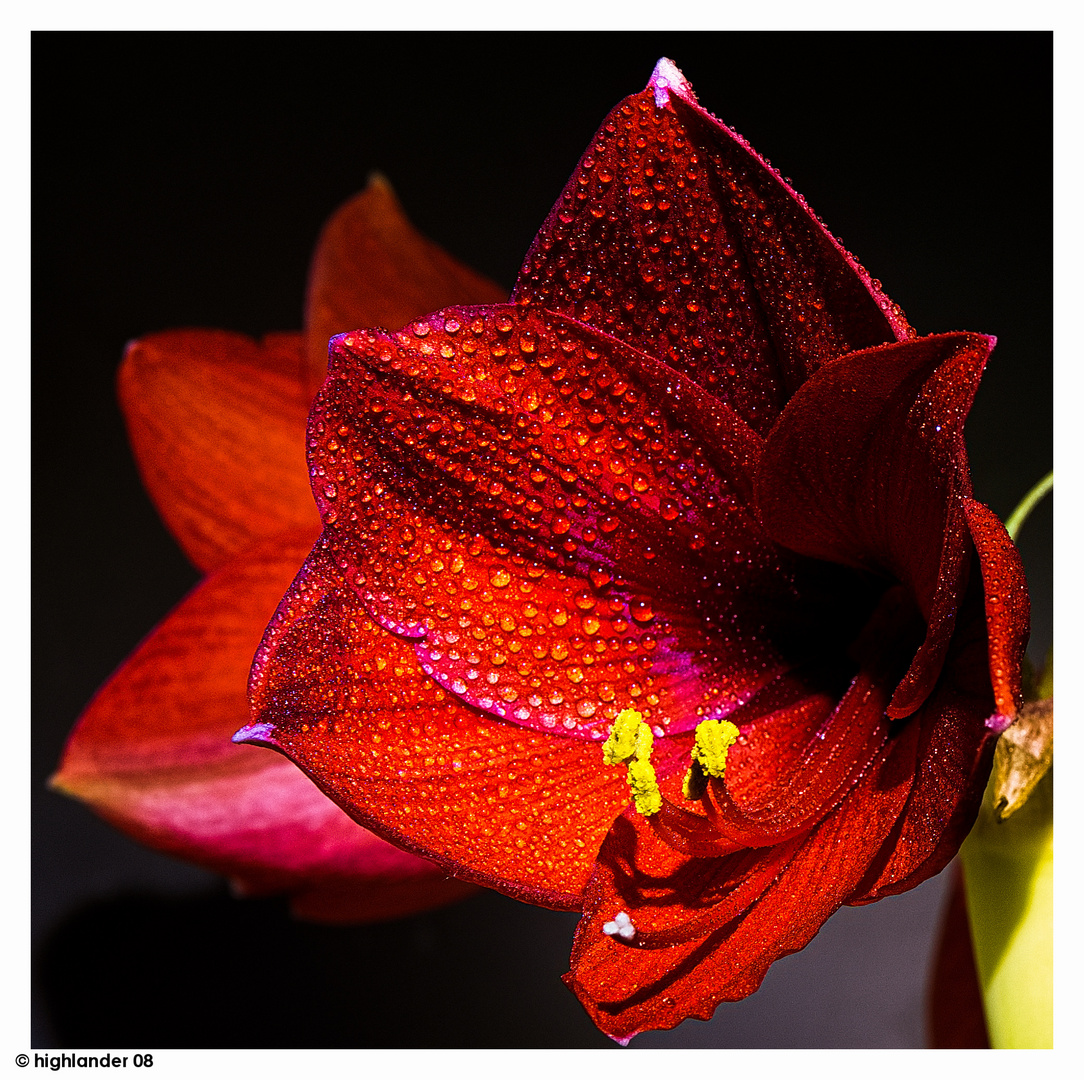 Amaryllis 