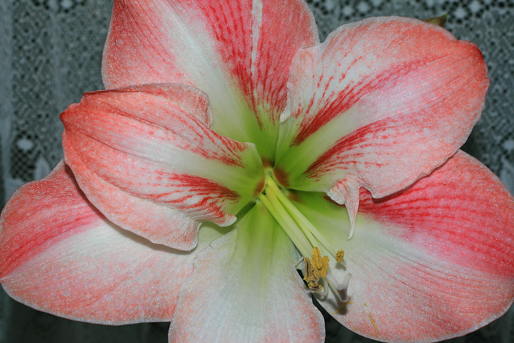 Amaryllis