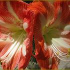 AMARYLLIS