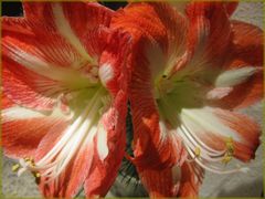 AMARYLLIS