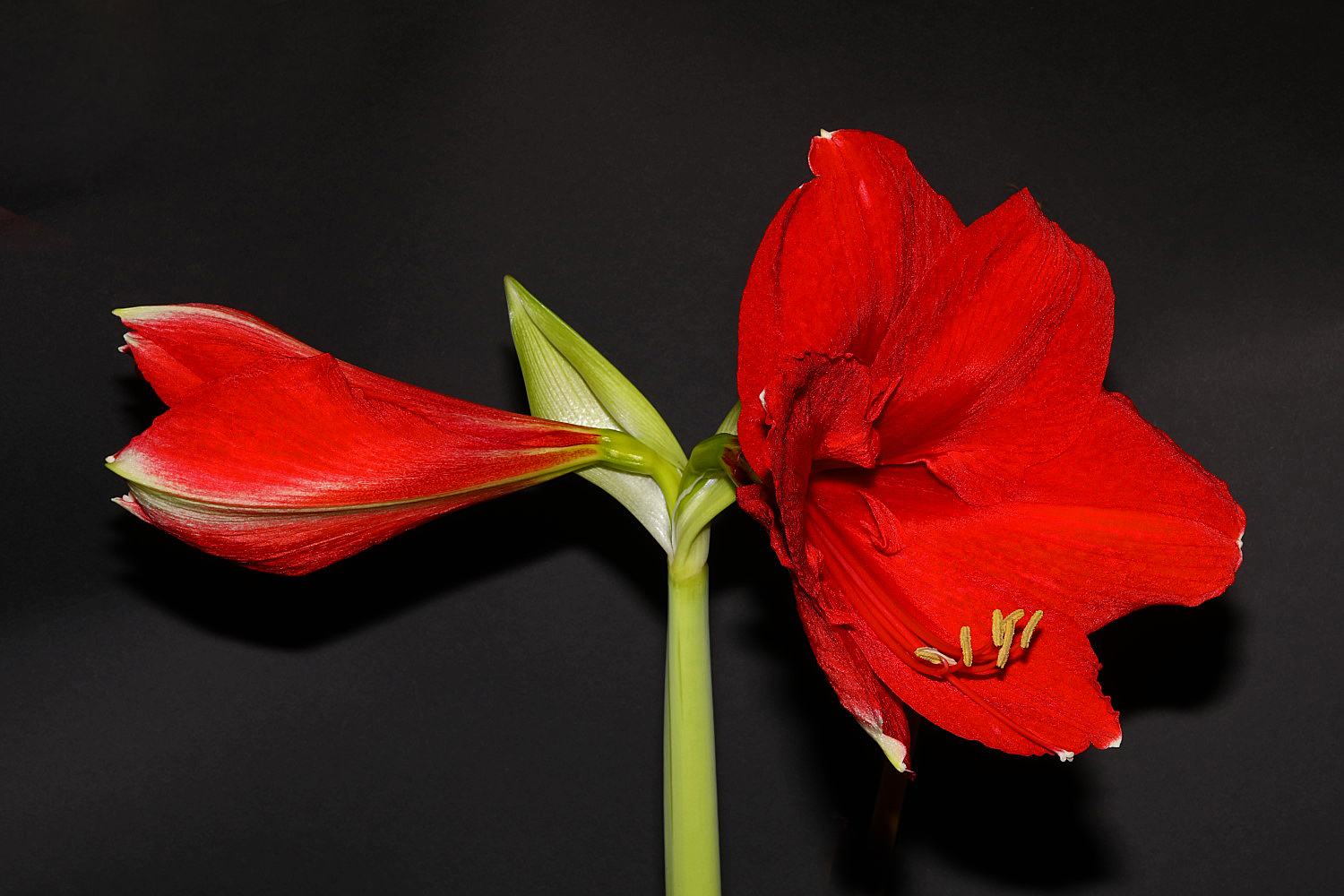 Amaryllis