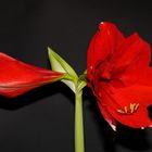 Amaryllis