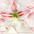 Amaryllis