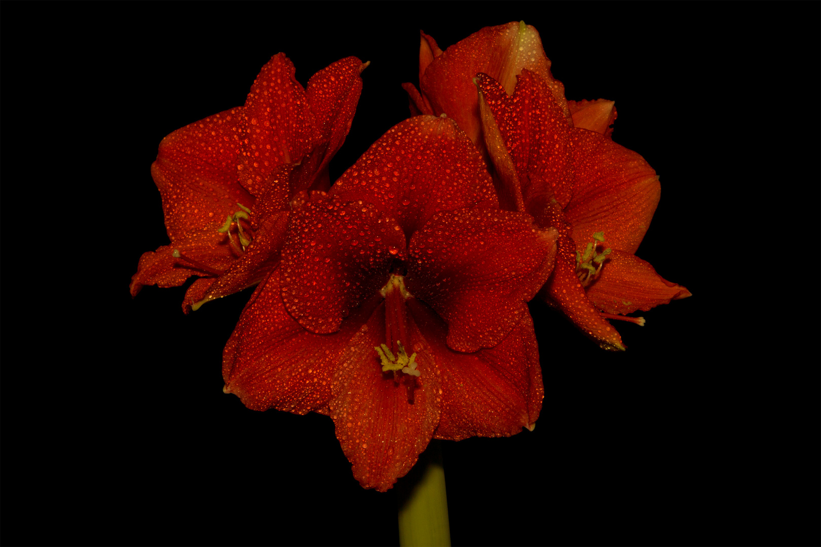 Amaryllis