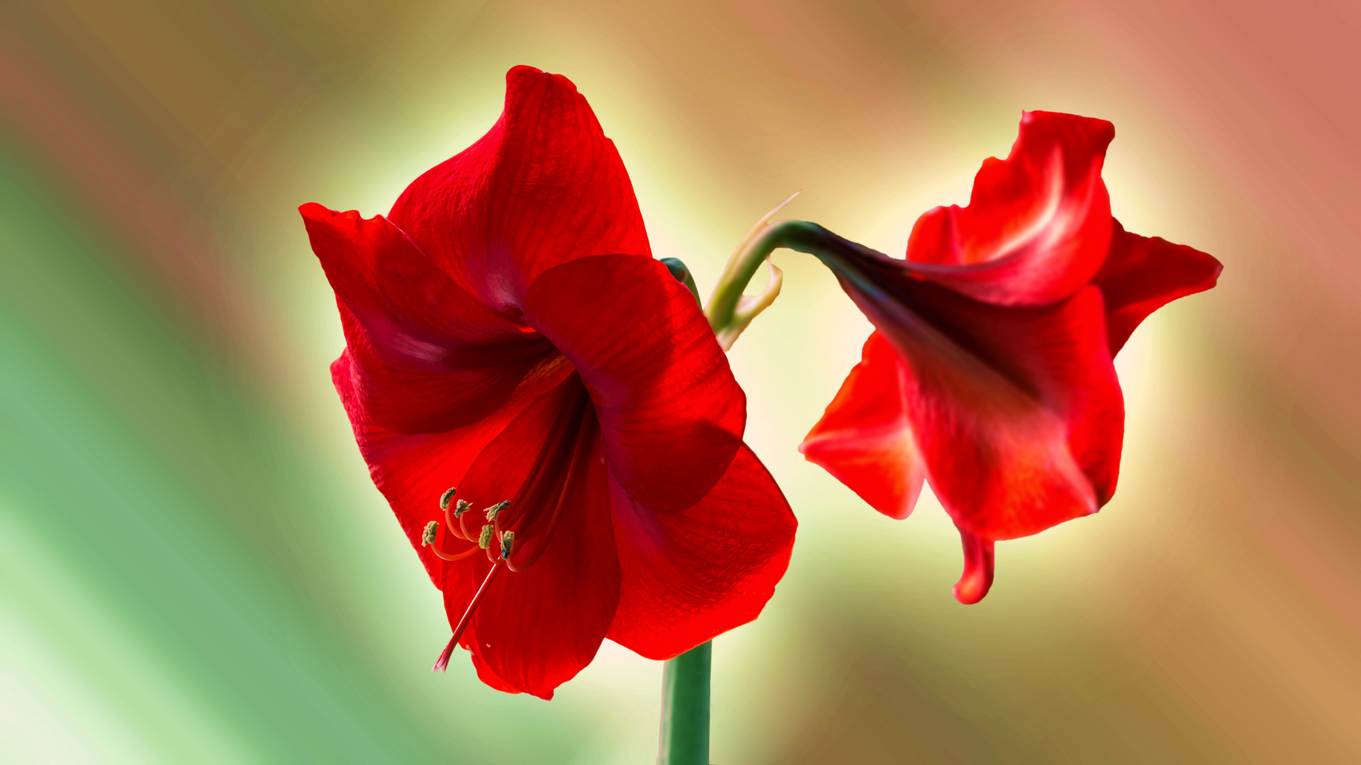 Amaryllis