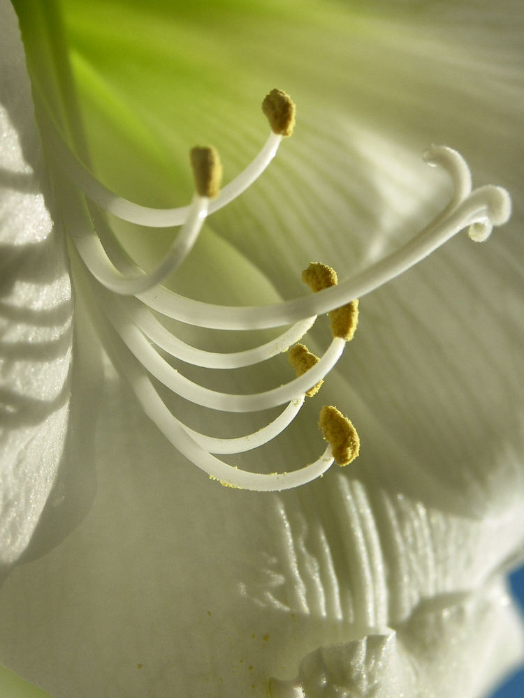 Amaryllis