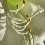 Amaryllis