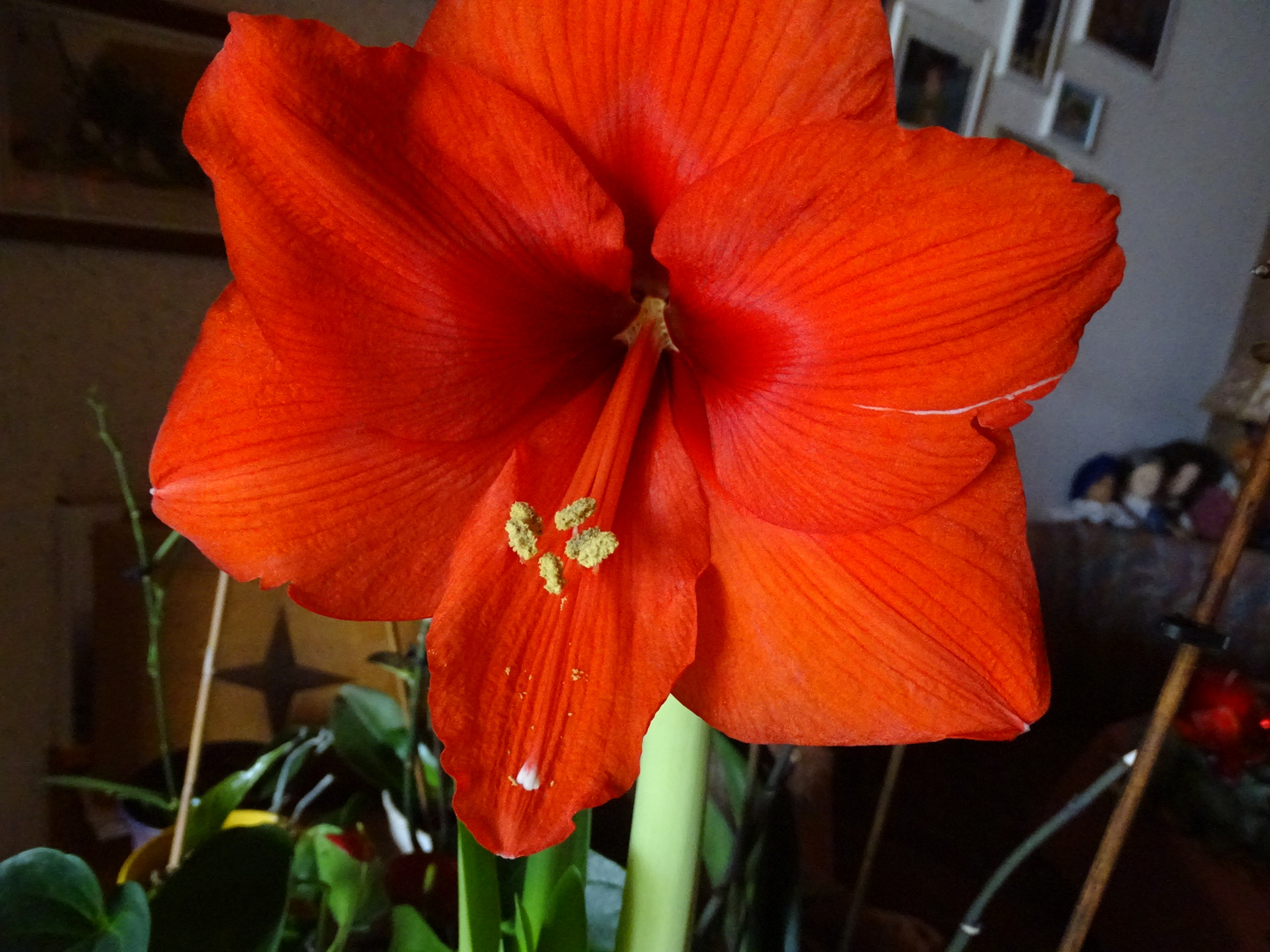 Amaryllis 