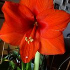 Amaryllis 