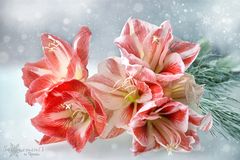 Amaryllis