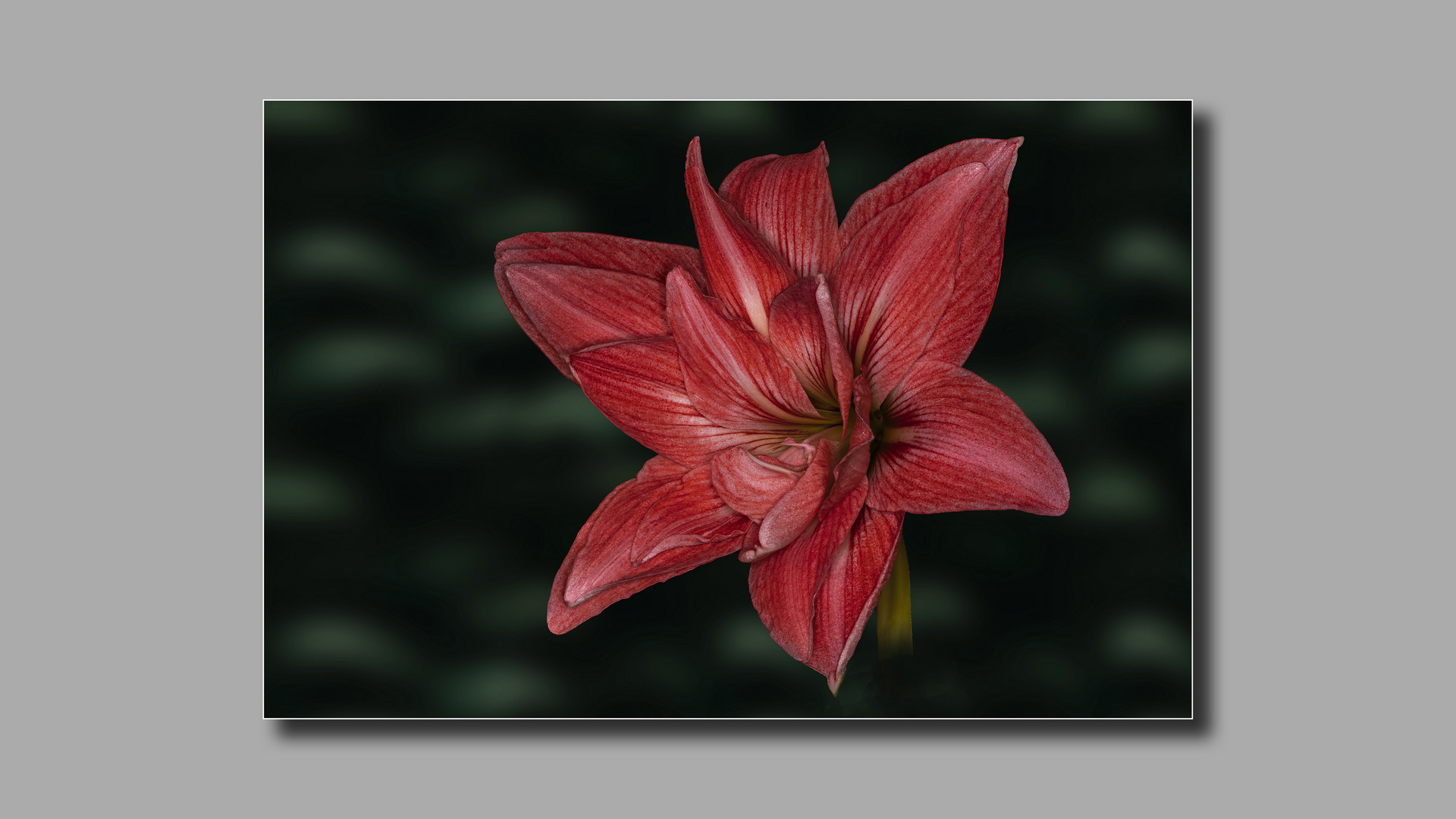 Amaryllis