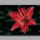 Amaryllis