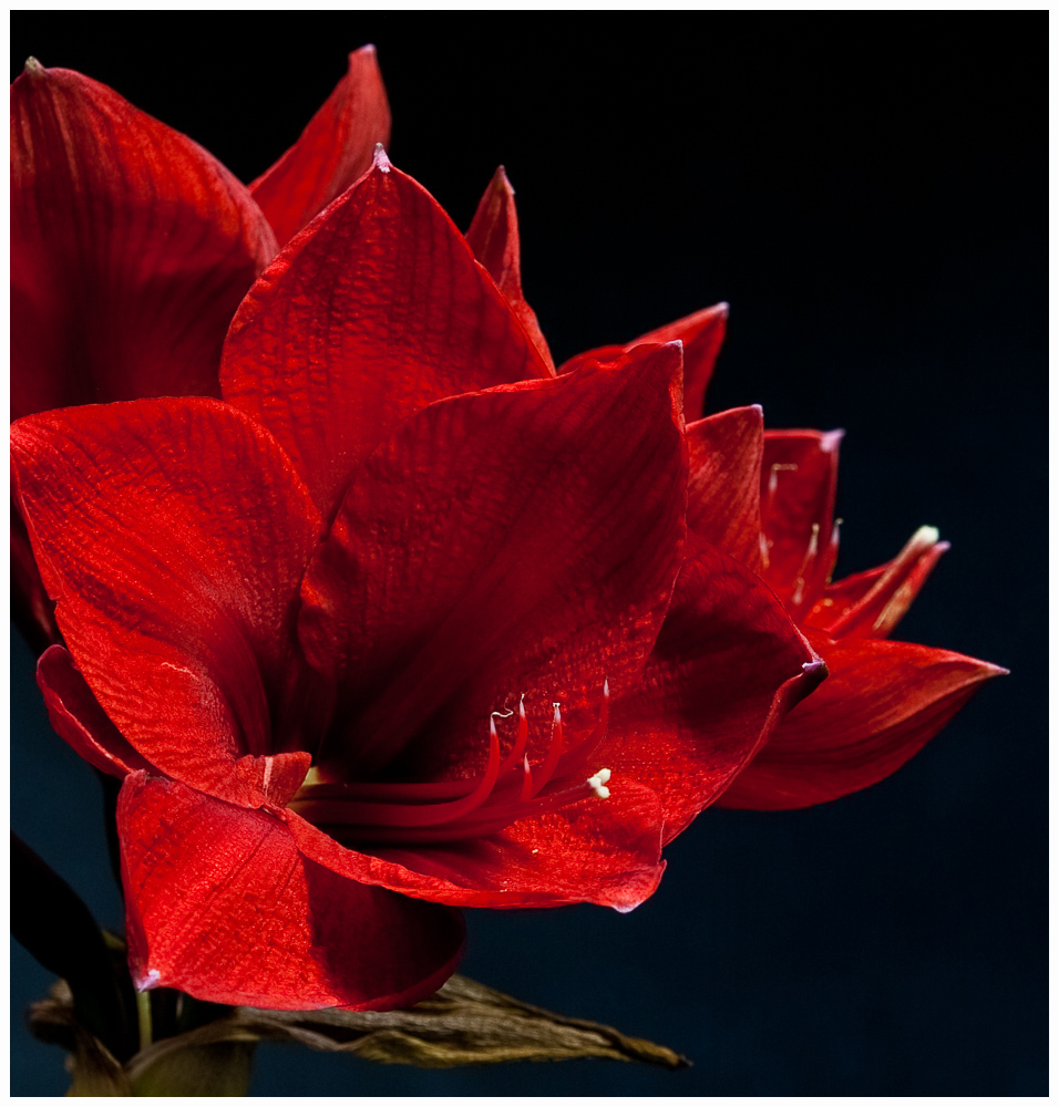 Amaryllis