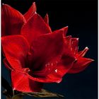 Amaryllis