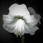 Amaryllis