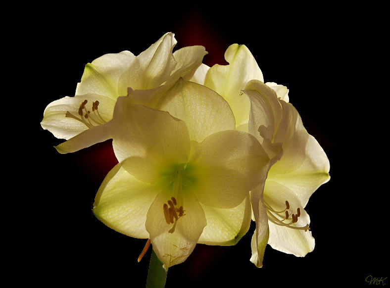 Amaryllis