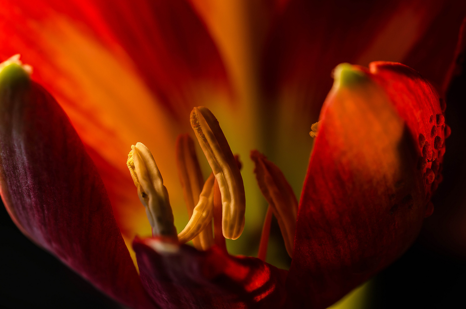 Amaryllis