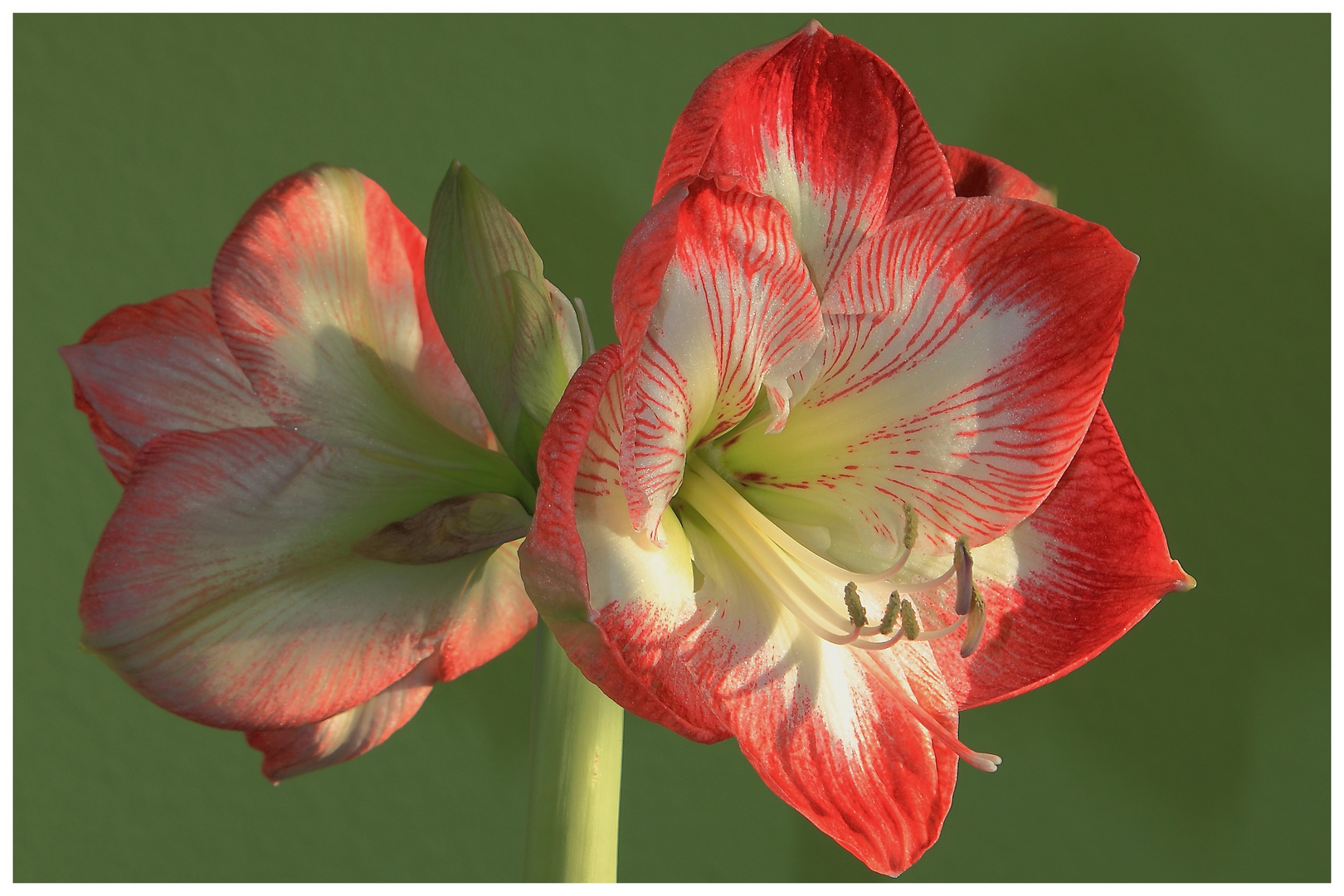 ~ Amaryllis ~