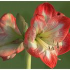 ~ Amaryllis ~