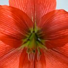 Amaryllis