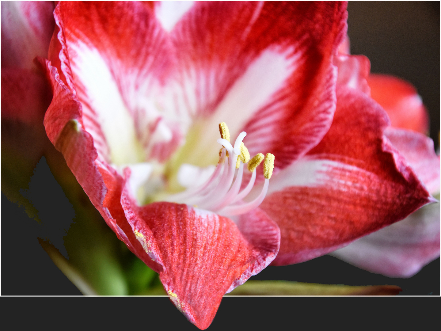 Amaryllis