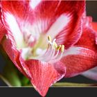 Amaryllis