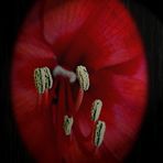 Amaryllis