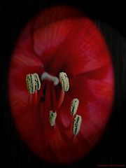 Amaryllis