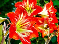 Amaryllis