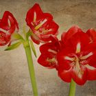 Amaryllis