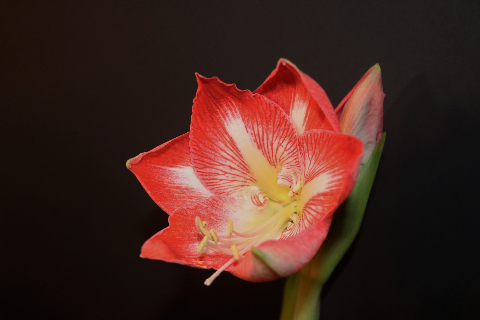 Amaryllis 