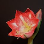 Amaryllis 