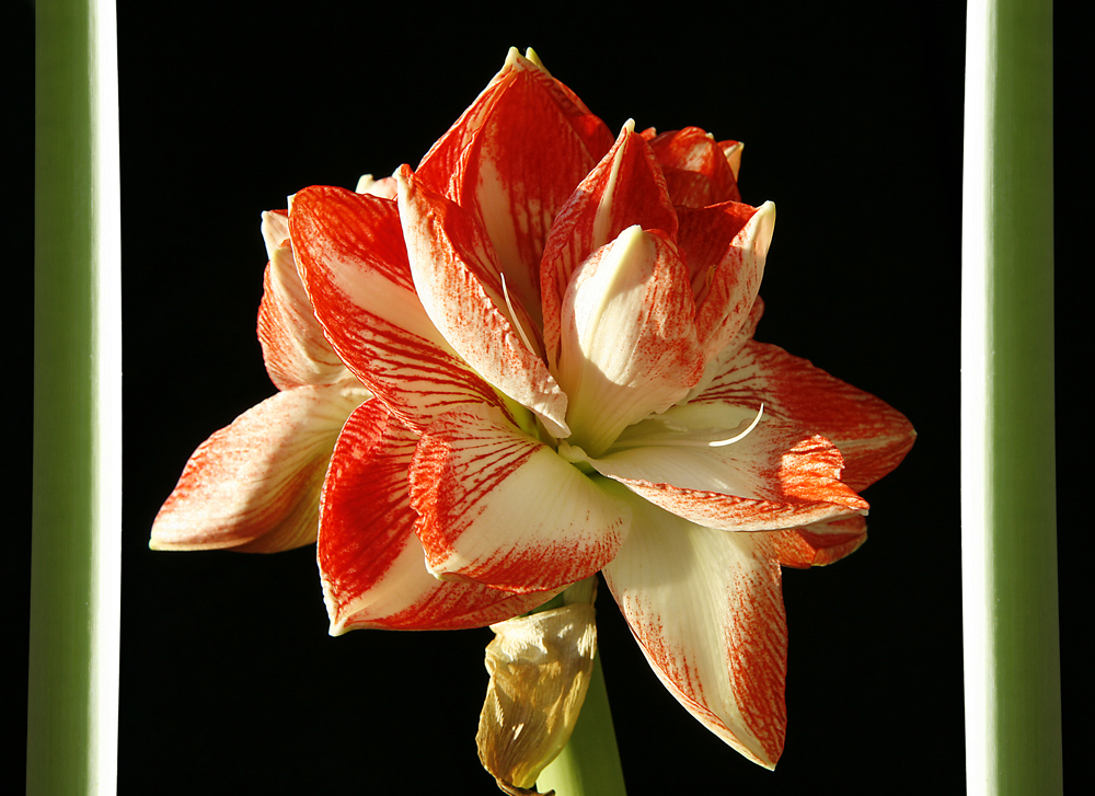 Amaryllis