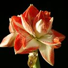 Amaryllis