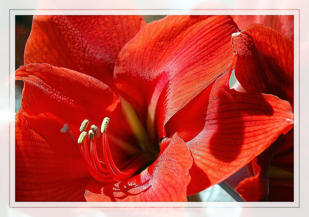 Amaryllis