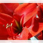 Amaryllis