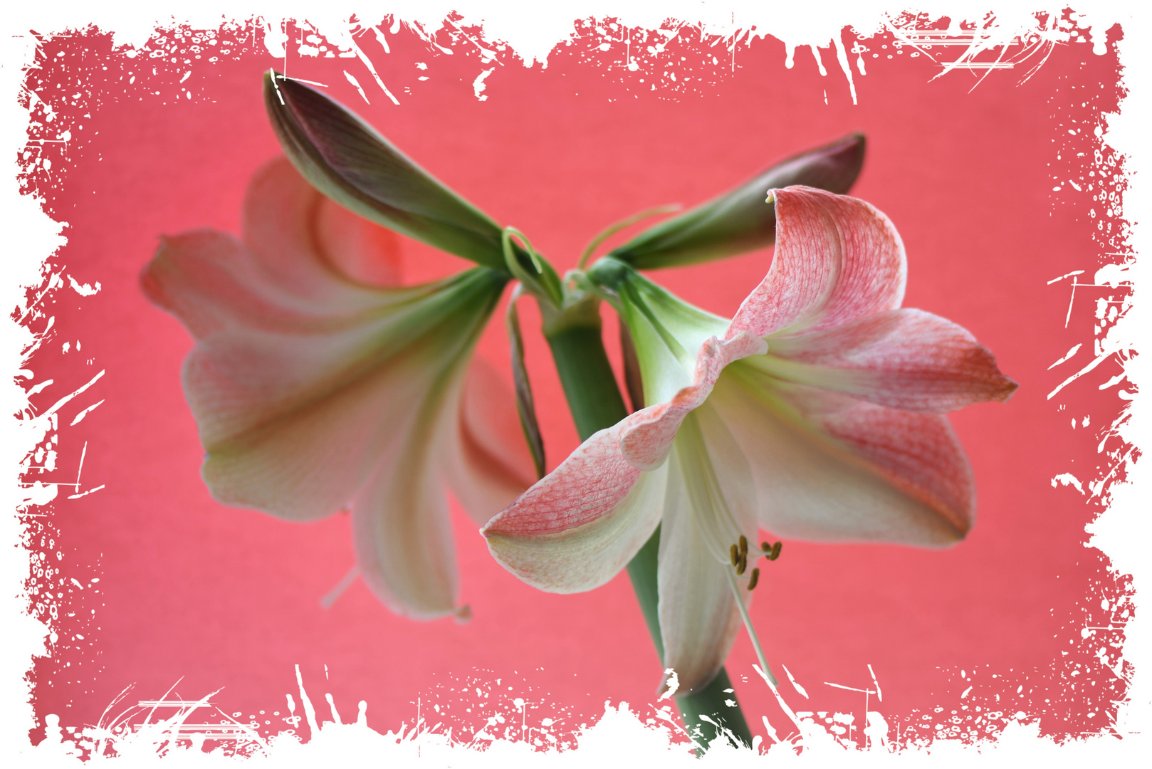 Amaryllis