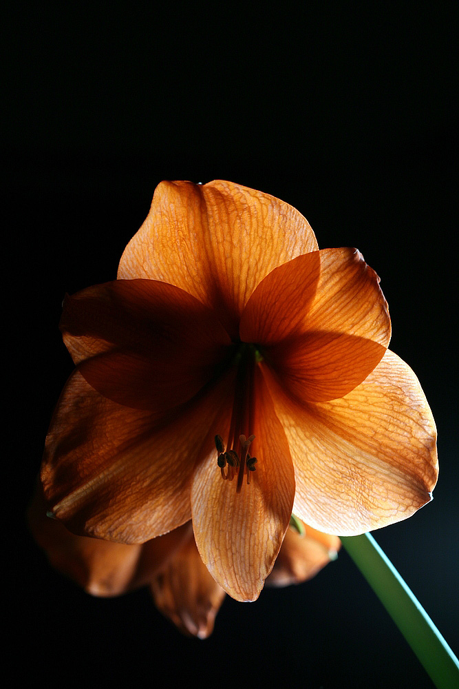 Amaryllis