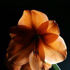 Amaryllis