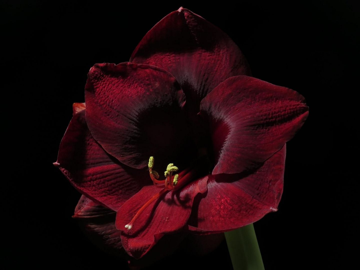 Amaryllis