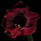 Amaryllis