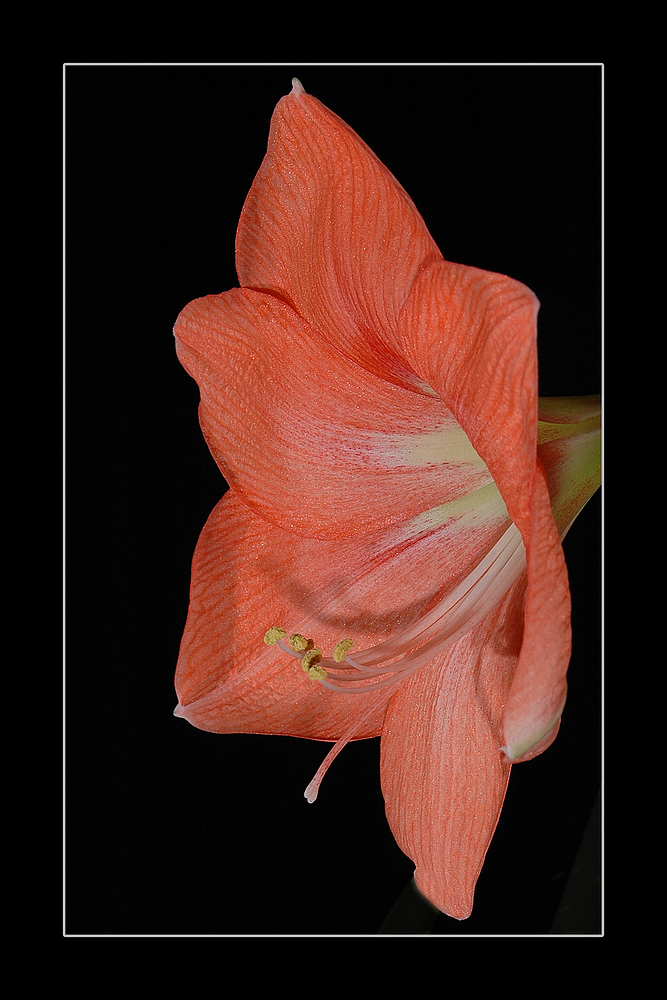 Amaryllis