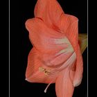 Amaryllis