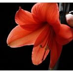 Amaryllis