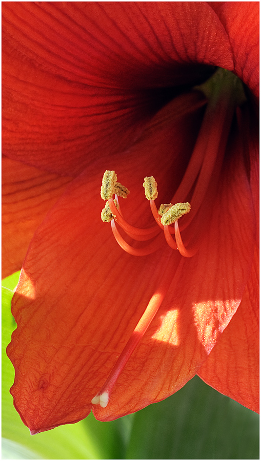 amaryllis