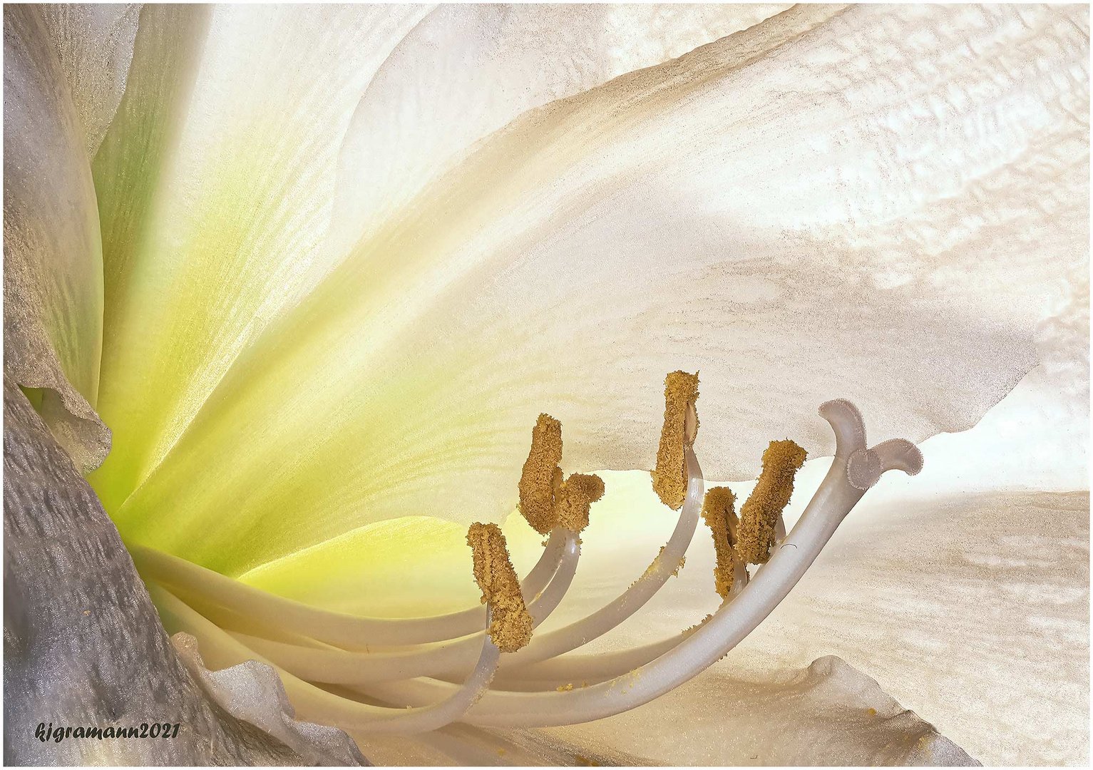 amaryllis.....