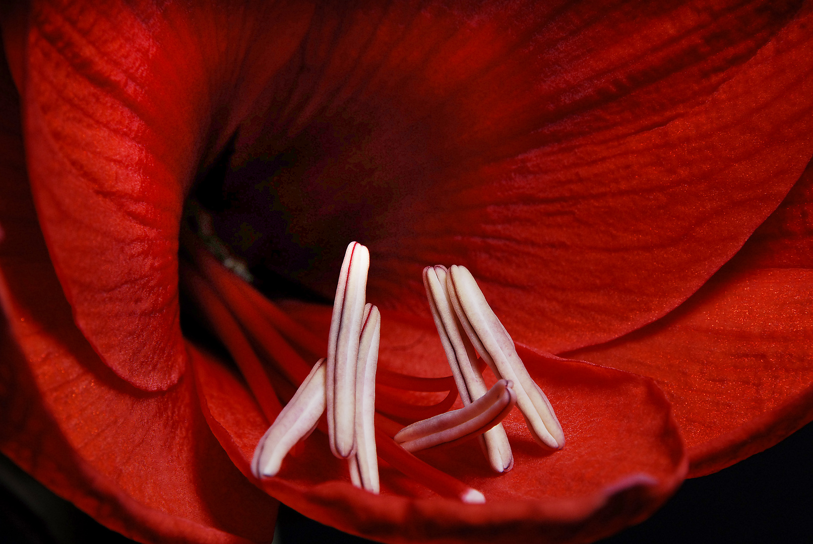 Amaryllis