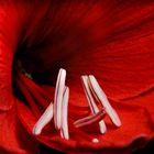 Amaryllis