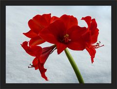 Amaryllis