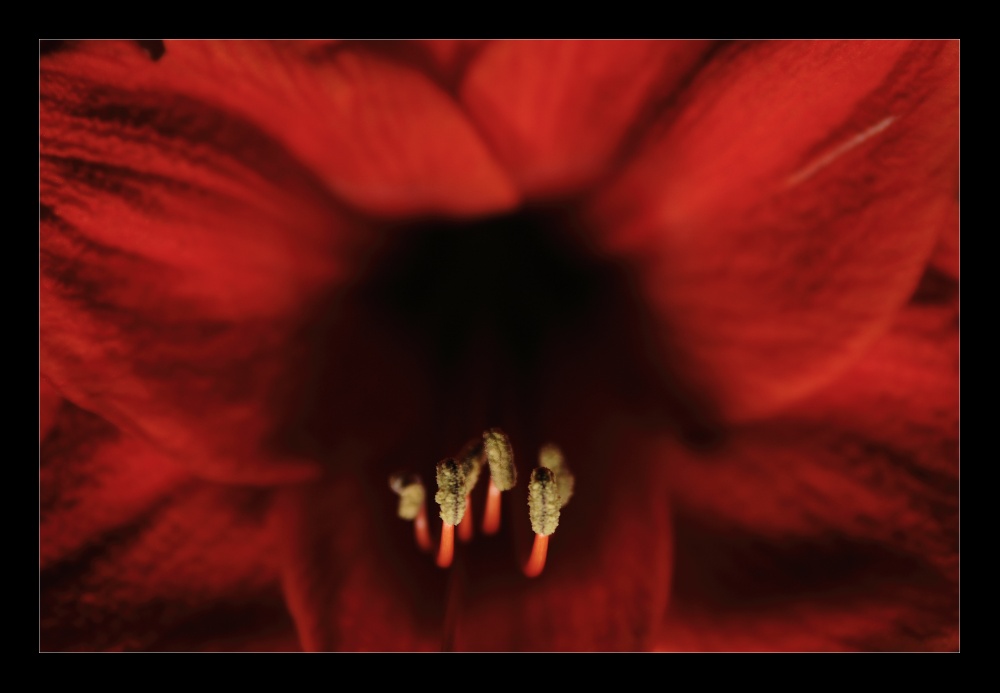 amaryllis